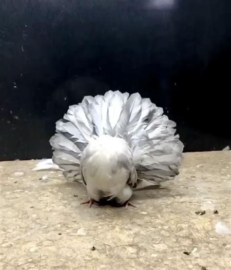 A White Bird Standing On Top Of A Stone Slab