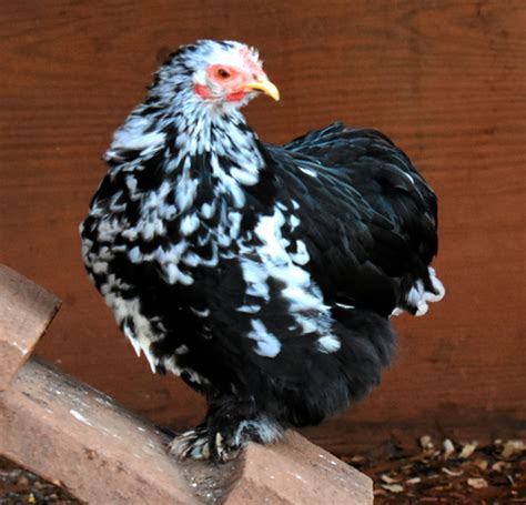 Mottled Cochin Bantam Fertile Eggs Egg Well Farm