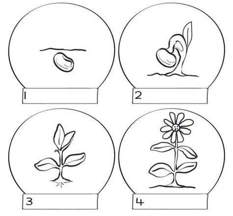 Pin By Lilly On Classe 1 Flower Life Cycle Preschool School Crafts