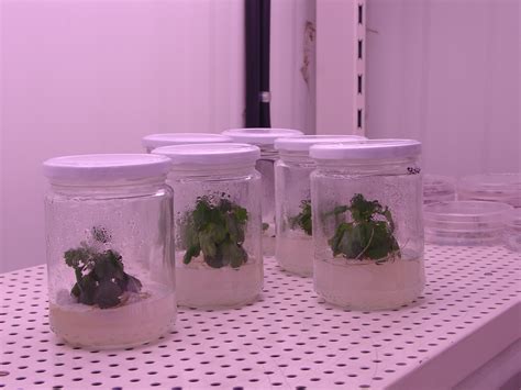 Cultivos In Vitro En El Departamento De Fisiolog A Vegetal De La