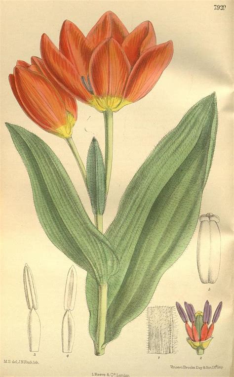 Beautiful Vintage Tulip Mixed Media By Beautiful Nature Prints Fine Art America