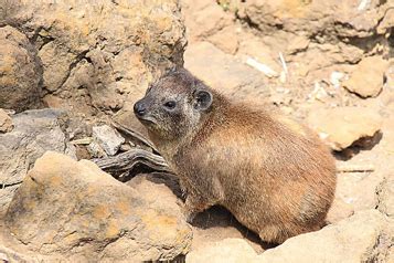 Identifying East African Mammals Flashcards Quizlet