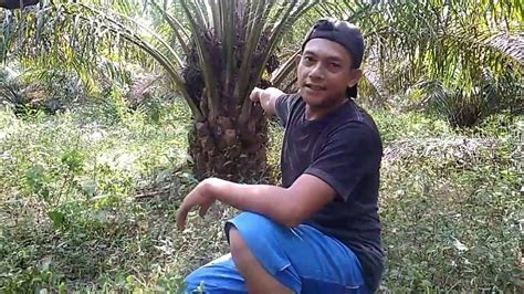 Panen Sawit Pokok Rendah Setelah Di Pruning Kebun Daeit YouTube