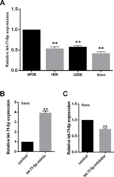 Figure 1 From Hypoxia Induced Let 7f 5p TARBP2 Feedback Loop Regulates