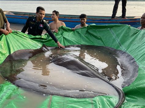 Ikan Pari Terbesar Di Dunia Ditemukan Beratnya Mengerikan Inikepri