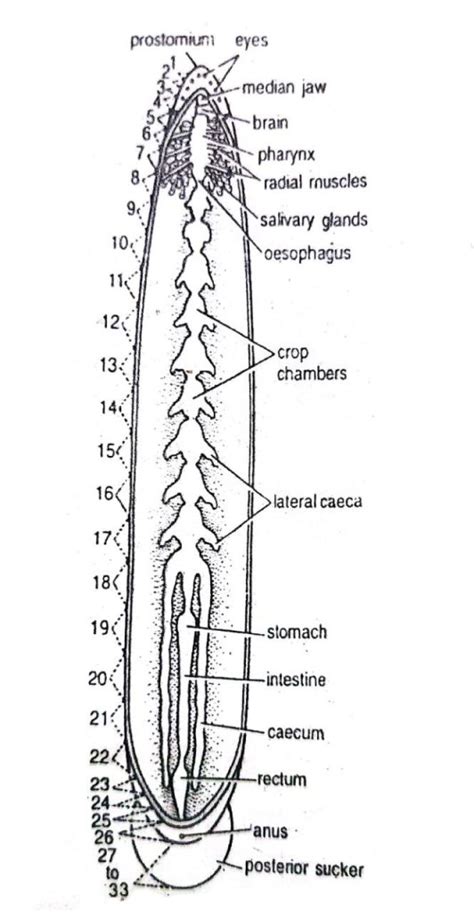 The Digestive System Of Hirudinaria Leech Diagram