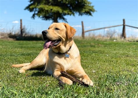 Labrador Retriever Le Razze Di Cani Pi Belle Funfacts It