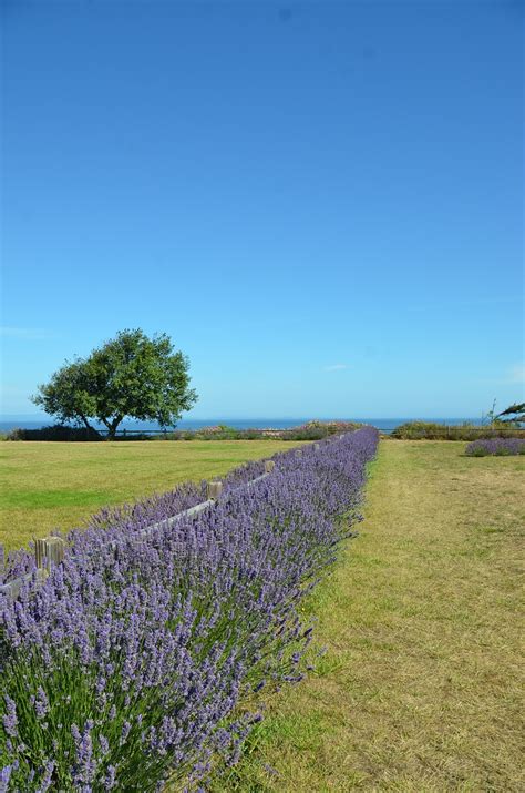 Lavender Fields Aromatic - Free photo on Pixabay