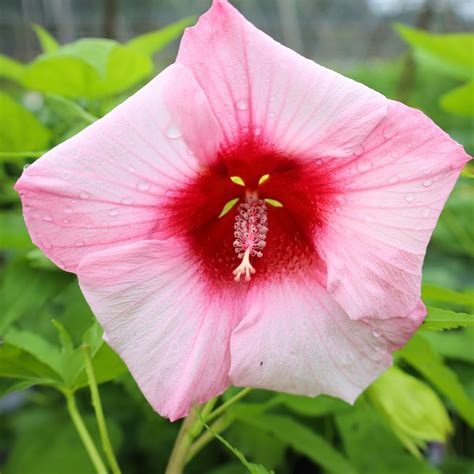 Buy Hibiscus Lady Baltimore Online Garden Goods Direct