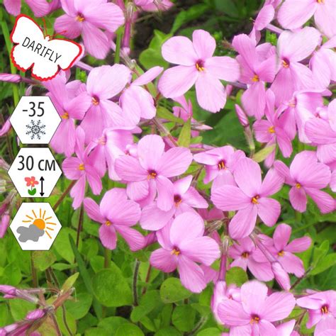 Флокс столоносный (ползучий) Пурпуреа (Phlox stolonifera Purpurea ...