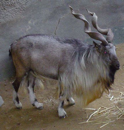 markhor | mammal | Britannica