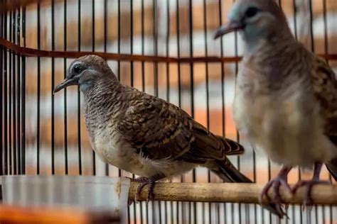 Tips Cermat Memilih Indukan Burung Perkutut Harus Berdasarkan Garis