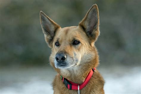 Dingo German Shepherd Mix