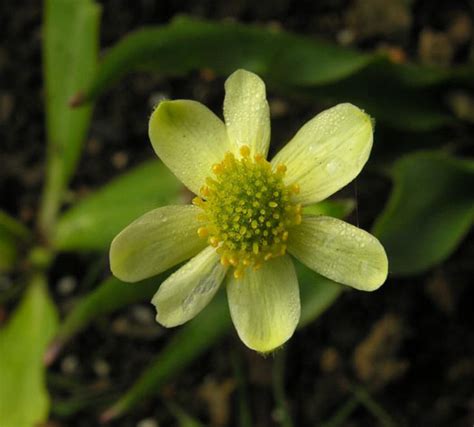 Anemone Trullifolia Lutea North American Rock Garden Society