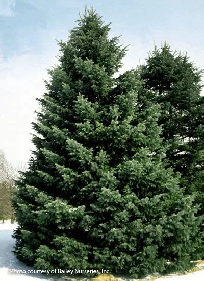 Get To Know Different Types Of Conifers Have You Been Curious About Growing Conifers In Your