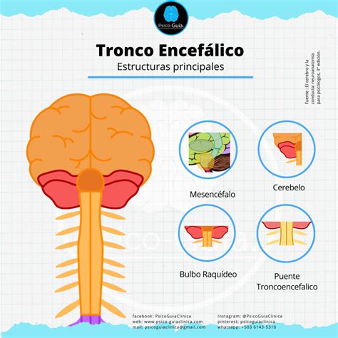 Qu Es El Enc Falo Definici N Y Estructuras Psico Guia