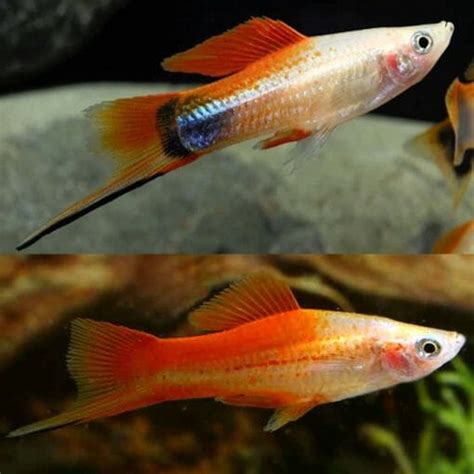 Aquarium Central Swordtails Pineapple Swordtail Xiphophorus