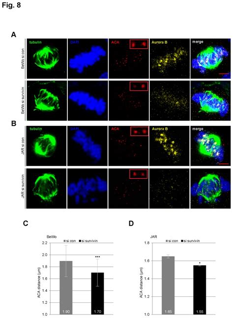 A BeWo Cells Were Treated With Scrambled SiRNA Si Con Upper Panel