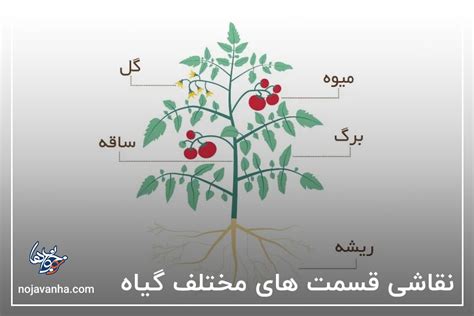 28 عکس نقاشی قسمت های مختلف گیاه کلاس اول