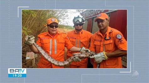 Jiboia 2 metros é encontrada por moradores em povoado no oeste da