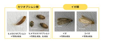 衣類害虫って一体なに？その種類と特徴をご紹介