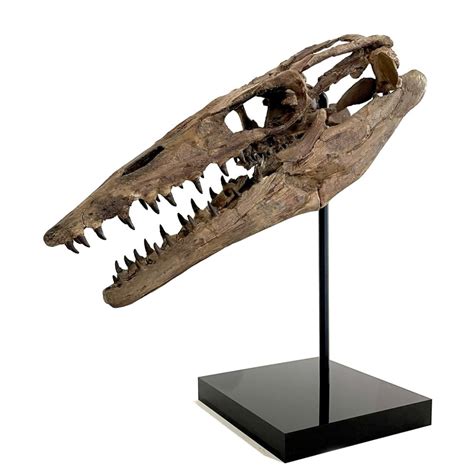 Thoughts on this Mosasaurus Skull ? - Is It Real? How to Recognize Fossil Fabrications - The ...