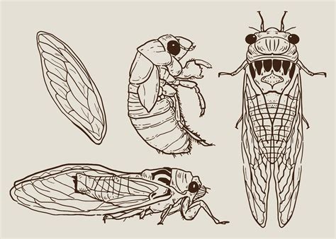 cicada drawing 9