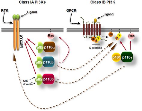 Simplified Scheme Showing The Differential Activation Of Class Ia And