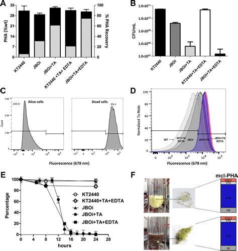 Pha Yield And Recovery In The Recombinant And The Wild Type P Putida