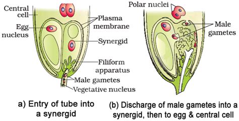 Sexual Reproduction In Flowering Plants Notes Class 12 Part 2