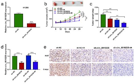 Knockdown Of Circ 0010235 Suppresses Tumor Growth And Elevates