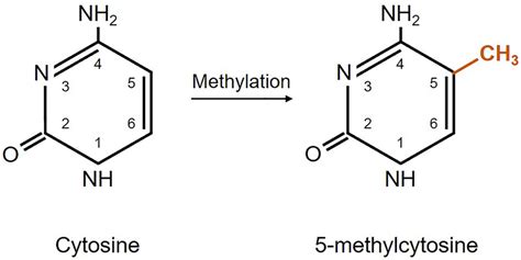 Schematic Representation Of Dna Methylation Cytosine Methylation Is