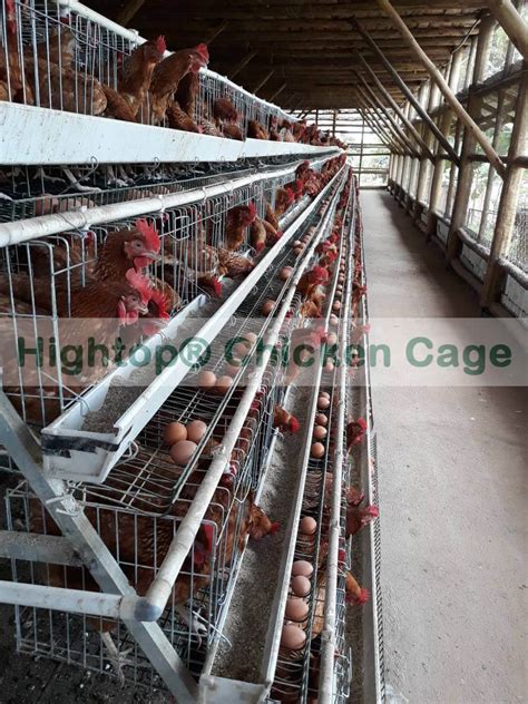 Small Layer Chicken Farm Project In Uganda Hightop Poultry Equipment