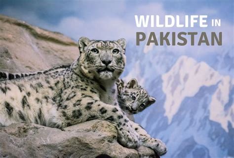 Top Ten Largest Wildlife Sanctuaries in Pakistan - Adventurous