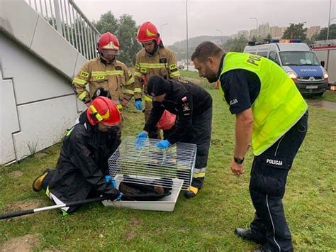 Policja Nietypowa interwencja policjanta z drogówki Pomógł rannemu lisowi