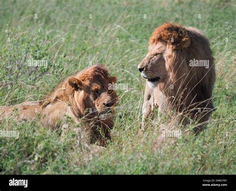 Nyabogati Tansania 24 September 2022 Zwei Löwen Panthera leo