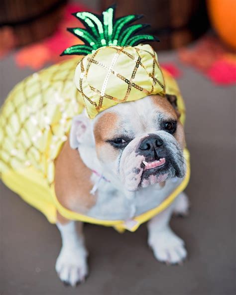 Funny Dog Costumes for Halloween to Make You Laugh!