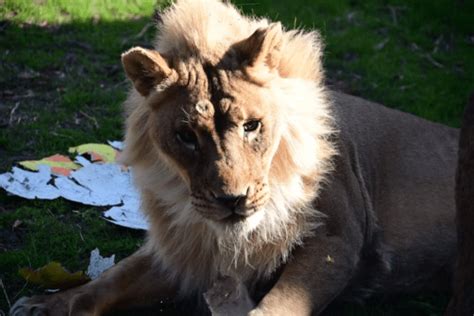 The rare case of a lioness with a mane | Popular Science