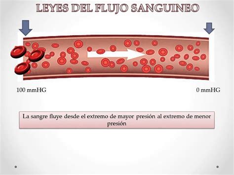 Leyes físicas del flujo sanguíneo YouTube