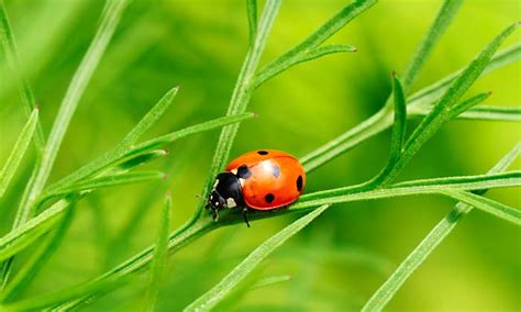 Where Do Ladybugs Live? - Joy of Animals