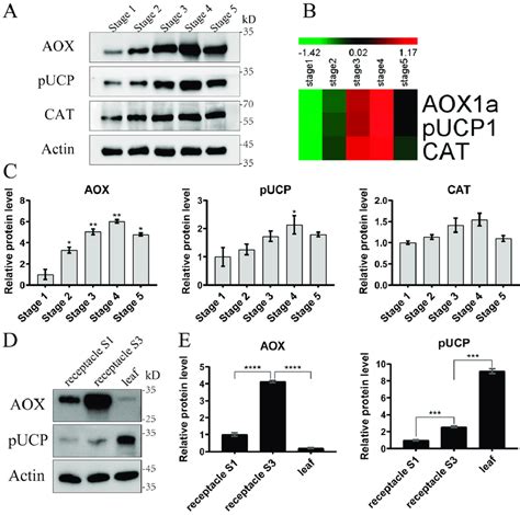 Western Blot Assays A The Expression Patterns Of Aox Pucp And