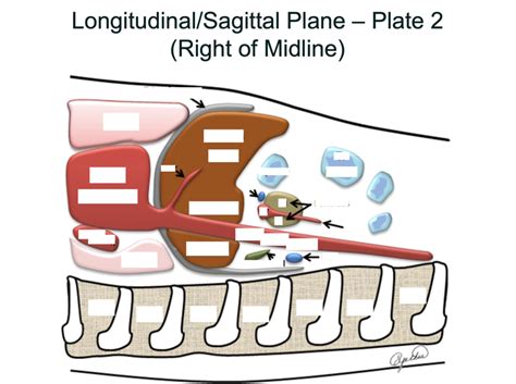 Sagittal Plane Plate 2 Right Of Midline Diagram Quizlet