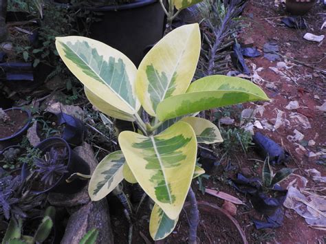 Variegated rubber plant - MyFancyHouse.com