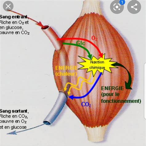 Chapitre Commande Et Fonctionnement Des Muscles Svt Jules Michelet