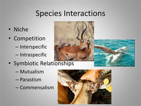 Ppt Population Ecology Powerpoint Presentation Free Download Id