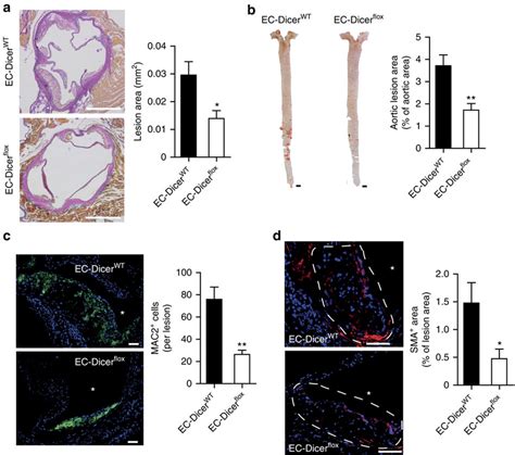 Loss Of Endothelial Dicer Limits Atherosclerosis A B Atherosclerotic