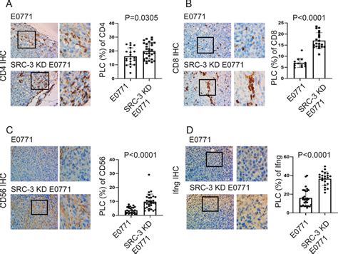 Src Kd Changes The Tumor Infiltrating Immune Cell Repertoire In E