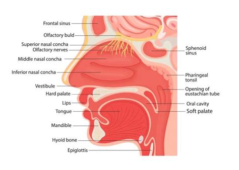 Human Nose Anatomy Diagram