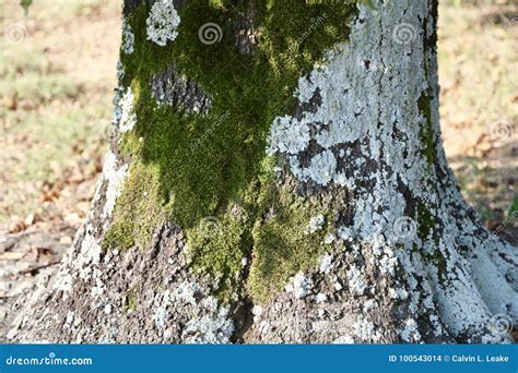algae lichens  mosses   tree trunk stock photo image