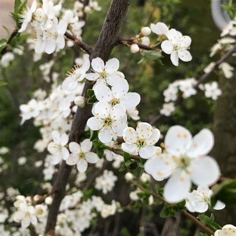 Flor De Cerezo Blanco En Flor Durante El D A Rompecabezas En L Nea